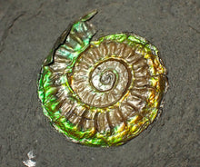 Load image into Gallery viewer, Rainbow iridescent Caloceras display ammonite fossil 26mm
