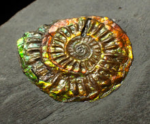 Load image into Gallery viewer, Rainbow iridescent Caloceras display ammonite fossil 26mm
