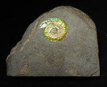 Load image into Gallery viewer, Green iridescent Caloceras display ammonite fossil 24mm
