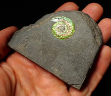 Load image into Gallery viewer, Green iridescent Caloceras display ammonite fossil 24mm
