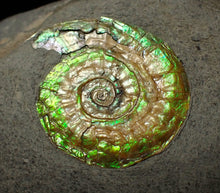 Load image into Gallery viewer, Green iridescent Caloceras display ammonite fossil 24mm
