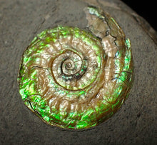 Load image into Gallery viewer, Green iridescent Caloceras display ammonite fossil 24mm
