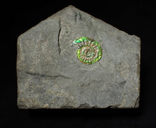 Load image into Gallery viewer, Juvenile green iridescent Caloceras display ammonite fossil 16mm
