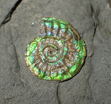 Load image into Gallery viewer, Juvenile green iridescent Caloceras display ammonite fossil 16mm
