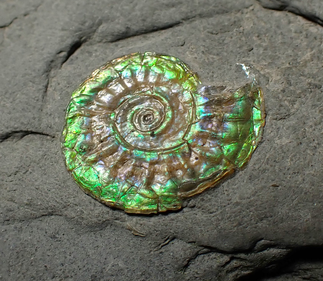 Juvenile green iridescent Caloceras display ammonite fossil 16mm