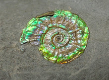Load image into Gallery viewer, Juvenile green iridescent Caloceras display ammonite fossil 16mm
