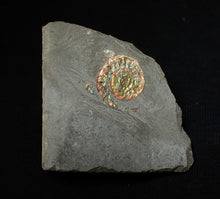 Load image into Gallery viewer, Juvenile rainbow iridescent Caloceras display ammonite fossil 15mm
