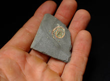 Load image into Gallery viewer, Juvenile rainbow iridescent Caloceras display ammonite fossil 15mm
