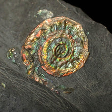 Load image into Gallery viewer, Juvenile rainbow iridescent Caloceras display ammonite fossil 15mm
