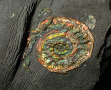 Load image into Gallery viewer, Juvenile rainbow iridescent Caloceras display ammonite fossil 15mm
