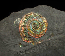Load image into Gallery viewer, Juvenile rainbow iridescent Caloceras display ammonite fossil 15mm

