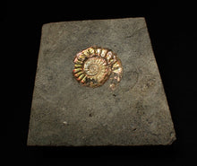 Load image into Gallery viewer, Juvenile iridescent Caloceras display ammonite fossil 22mm
