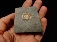 Load image into Gallery viewer, Juvenile iridescent Caloceras display ammonite fossil 22mm
