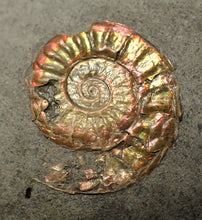 Load image into Gallery viewer, Juvenile iridescent Caloceras display ammonite fossil 22mm
