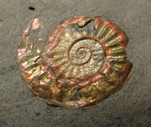 Load image into Gallery viewer, Juvenile iridescent Caloceras display ammonite fossil 22mm
