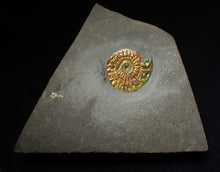 Load image into Gallery viewer, Rainbow iridescent Caloceras display ammonite fossil 21mm
