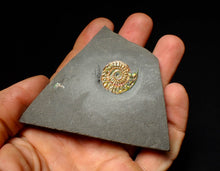 Load image into Gallery viewer, Rainbow iridescent Caloceras display ammonite fossil 21mm
