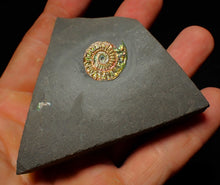 Load image into Gallery viewer, Rainbow iridescent Caloceras display ammonite fossil 21mm
