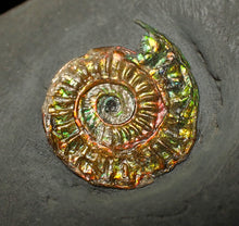 Load image into Gallery viewer, Rainbow iridescent Caloceras display ammonite fossil 21mm
