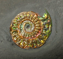 Load image into Gallery viewer, Rainbow iridescent Caloceras display ammonite fossil 21mm
