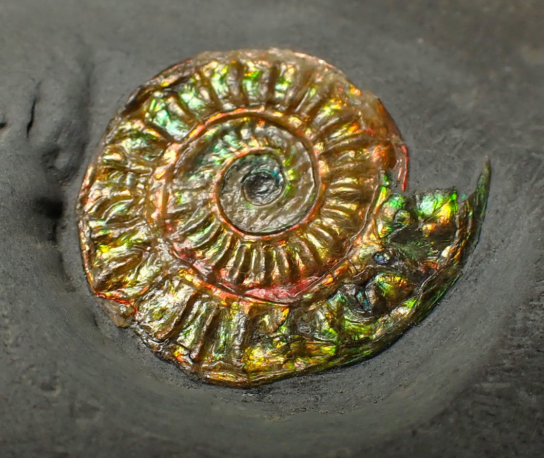 Rainbow iridescent Caloceras display ammonite fossil 21mm