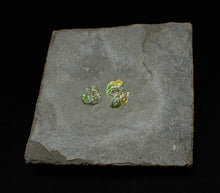 Load image into Gallery viewer, Juvenile green iridescent multi-Psiloceras ammonite fossil
