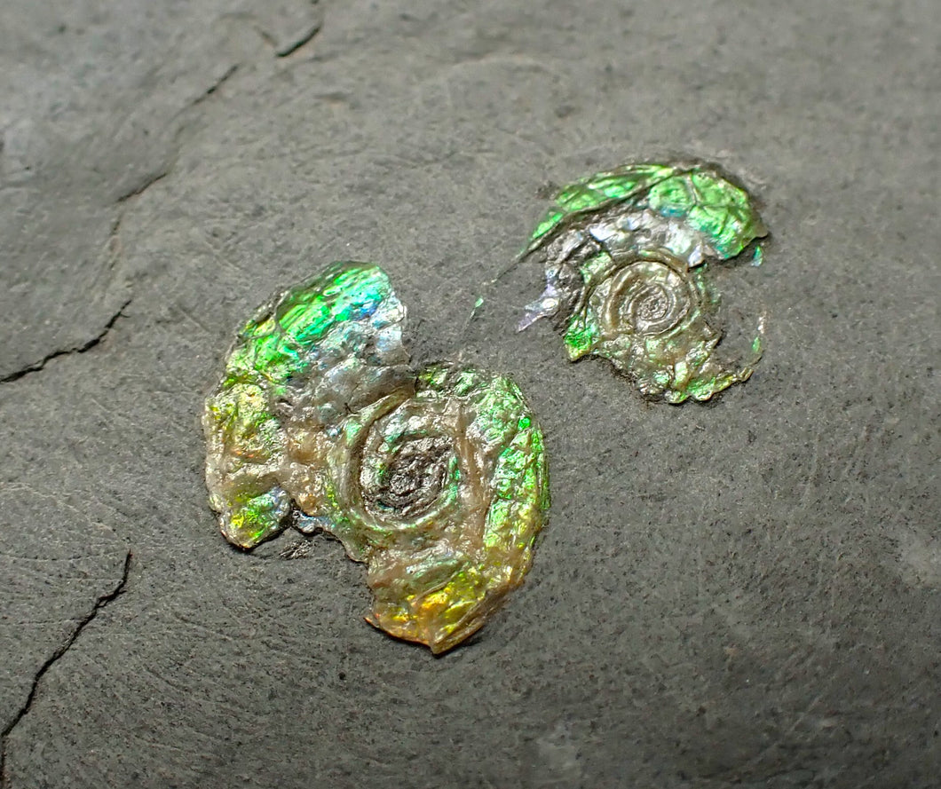 Juvenile green iridescent multi-Psiloceras ammonite fossil