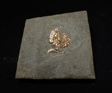 Load image into Gallery viewer, Juvenile red iridescent Caloceras display ammonite fossil 16mm

