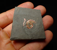 Load image into Gallery viewer, Juvenile red iridescent Caloceras display ammonite fossil 16mm
