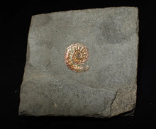 Load image into Gallery viewer, Juvenile red iridescent Caloceras display ammonite fossil 18mm
