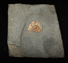 Load image into Gallery viewer, Juvenile red iridescent Caloceras display ammonite fossil 18mm
