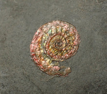 Load image into Gallery viewer, Juvenile red iridescent Caloceras display ammonite fossil 18mm
