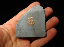 Load image into Gallery viewer, Juvenile red iridescent Psiloceras ammonite fossil (18mm)
