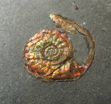 Load image into Gallery viewer, Juvenile red iridescent Psiloceras ammonite fossil (18mm)
