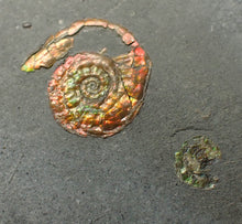 Load image into Gallery viewer, Juvenile red iridescent Psiloceras ammonite fossil (18mm)
