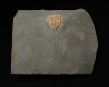 Load image into Gallery viewer, Juvenile red iridescent Caloceras display ammonite fossil 15mm
