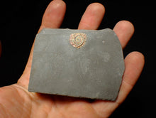 Load image into Gallery viewer, Juvenile red iridescent Caloceras display ammonite fossil 15mm
