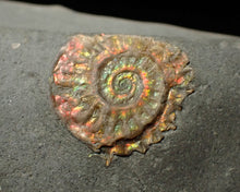 Load image into Gallery viewer, Juvenile red iridescent Caloceras display ammonite fossil 15mm
