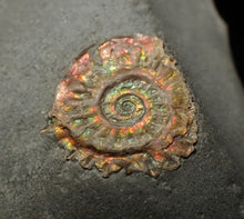 Load image into Gallery viewer, Juvenile red iridescent Caloceras display ammonite fossil 15mm
