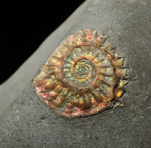 Load image into Gallery viewer, Juvenile red iridescent Caloceras display ammonite fossil 15mm
