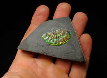 Load image into Gallery viewer, Juvenile iridescent Caloceras display ammonite fossil 33 mm
