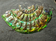 Load image into Gallery viewer, Juvenile iridescent Caloceras display ammonite fossil 33 mm
