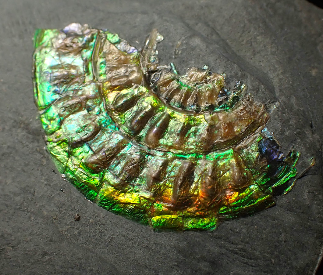 Juvenile iridescent Caloceras display ammonite fossil 33 mm