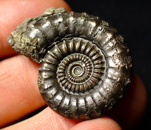 Load image into Gallery viewer, Large Crucilobiceras pyrite ammonite (35 mm)
