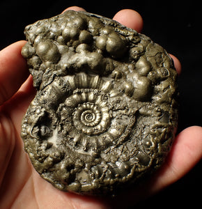 Huge Eoderoceras pyrite ammonite fossil (101 mm)
