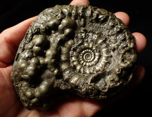 Load image into Gallery viewer, Huge Eoderoceras pyrite ammonite fossil (101 mm)
