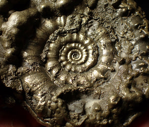 Huge Eoderoceras pyrite ammonite fossil (101 mm)
