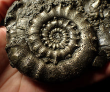 Load image into Gallery viewer, Giant chunky pyrite Eoderoceras ammonite (120 mm)
