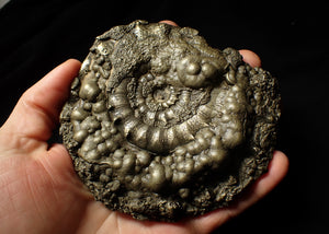 Giant chunky pyrite Eoderoceras ammonite (120 mm)