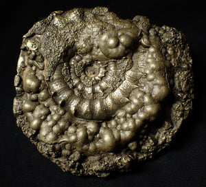 Giant chunky pyrite Eoderoceras ammonite (120 mm)